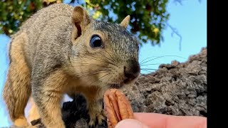 The Drunk Squirrel returns for breakfast