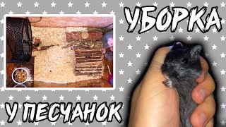 УБОРКА У ПЕСЧАНОК. Сложны ли в содержании песчанки?