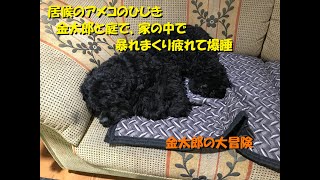 金太郎と居候ひじきの一日 ② バーニーズマウンテンドッグ アメリカンコッカースパニエル Bernese Mountain Dog American Cocker Spaniel