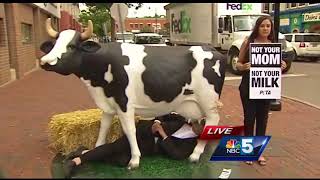 Unusual sight: PETA protesters nurse fake cow on Church Street