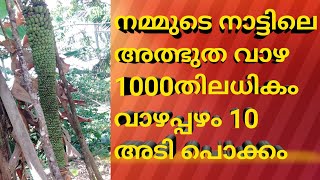 1000 കണക്കിന് വാഴ പഴം ഉള്ള അത്ഭുത  വാഴ നമ്മുടെ നാട്ടിൽ  nammuda naattyle kanenda kazhicha