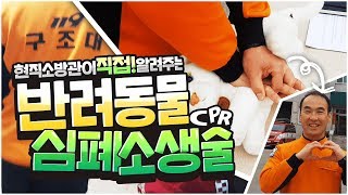 현직 소방대원이 알려주는 반려동물 심폐소생술(CPR), 꼭! 배워두세요 l 도읍지 VOD