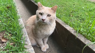 公園の側溝にいた薄茶猫をナデナデ