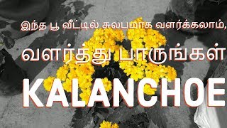 இந்த பூ செடியை வீட்டில் வெச்சா...? அட வெச்சுதா பாருங்கள் அப்போ தெரியும் | Growing kalanchoe Flower |