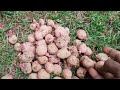 growing potato leftovers