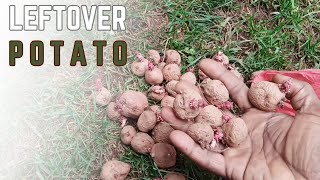 Growing potato leftovers