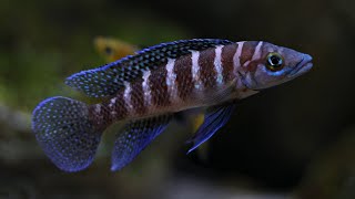 Neolamprologus cylindricus \