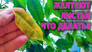 ЖЕЛТЕЮТ ЛИСТЬЯ НА ФИКУСЕ БЕНДЖАМИНА И КОМНАТНЫХ РАСТЕНИЯХ ПОЧЕМУ И КАК ПОМОЧЬ?