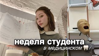 начало 6 семестра в меде | продуктивная учеба | новые дисциплины