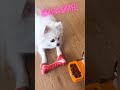 Achados da Shopee Pet - Bad Dog Brinquedo Divertido