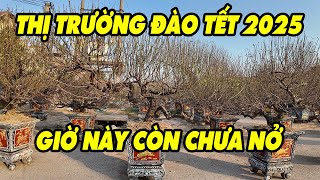 Tiếp tục dạo một vòng thị trường đào tết 2025