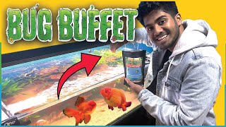 Keeping Fish Simple - Bug Buffet Fish Food Review! Is it good?