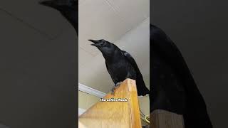 Smart Crows: They Can Recognize Human Faces! 🧠 #Crows