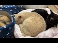 猫カフェで猫ベッド争奪戦が勃発した。【保護猫カフェ】【川崎にゃんくる】