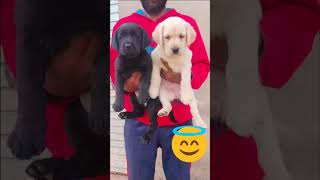 Labrador puppies#shorts#oggy and the cockroaches#labrador#cute#baby#black lab#Surya
