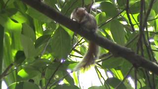 Squirrel Chirping Noise | It sounds too good