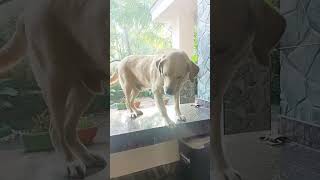 ഭവാനി തള്ള നിന്റെ വല്യമ്മ 🤣🥰#like #comedy #funny #share #doglover #subscribe #shorts