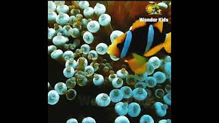 Fish | Familiar with Fish | Classic Cartoon Compilation | Fish Video