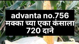 सर्वात जास्त एवरेज देनारी मका advanta.756 mazee avarage minimum 48 quental.