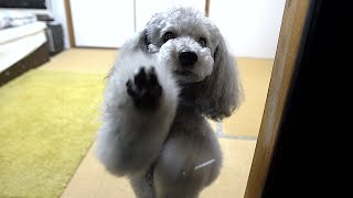 飼い主の側を片時も離れたくない犬がかわいいwww