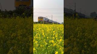 Train Passing Beautiful Mustard Flower #shorts