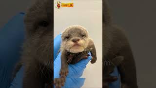 உலக நீர்நாய் தினம்..! May 29 - World Otter Day..! May 29 #vettritv #tamil