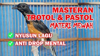 Masteran Murai Batu Isian MEWAH idaman Juri Nasional