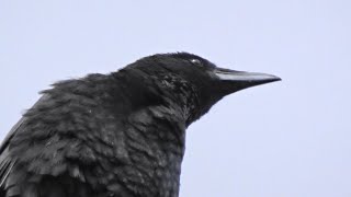 電線に止まり変わった声で鳴いていたハシボソカラス　crow