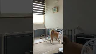 嬉しそうにおもちゃを持ってくる犬 #short #shorts