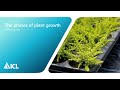 The phases of plant growth | ICL Professional Horticulture