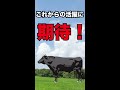 和牛のお父さんの紹介❗️梅華福ってどんな牛❓