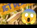 Moth like Jet plane is so fast🚀🧐😱| @InsecthausTV #moths #viral #shorts #nature #entertainment #i #