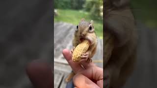 no no no nonno💥😹 #squirrel #funnyvideos #no #mice