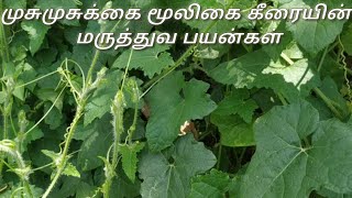 முசுமுசுக்கை கீரையின் மருத்துவ பயன்/Musumusukkai keerai/Medicinal Use/Health Benifit /Amazing Tamil.