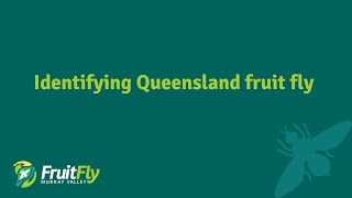 Identifying Queensland fruit fly