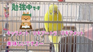 みんなで元気を出すためのピーポ動画・第２９弾「キャラメルマキアートは１日にして成らず」