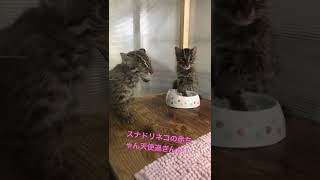 鳥羽水族館のスナドリネコの赤ちゃんが可愛すぎてヤバい！