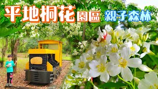 【桐花季】花蓮平地桐花園區-親子遊-賞花景點平地森林步道Flower Sea Tung Blossom Season-Tung Garden District, Hualien, Taiwan