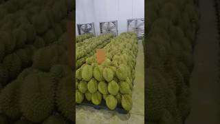 Vietnam ri6 durian - 越南榴莲 #durian #food #榴莲