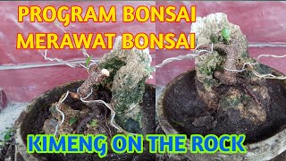 #Program bonsai# merawat bonsai,kimeng on the rock#bonsai pemula