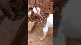 finally aaj hamari goat ne baccha de diya hai #shortsviral #goat #goatfram #viralvideos #petsvelog