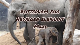 Rotterdam zoo/Meet Maxi/ The new born elephant 🐘