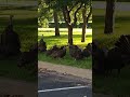 extremely rare footage of baby wild turkeys gobbling babyturkey gobble