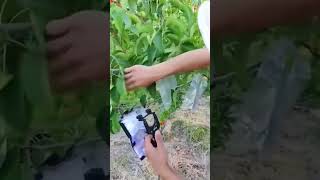 Alat kreatif petani pembungkus buah agar terhindar dari hama hewan pengganggu #shorts