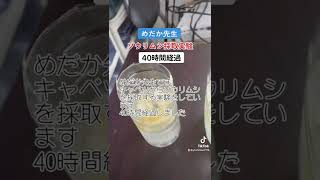 めだか先生　ゾウリムシ採取実験40時間経過