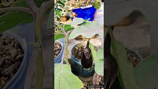 🍆How to grow brinjal plant at home🍆🌳 #shorts #brinjal #tree #music #farming #shortvideo #viralvideo