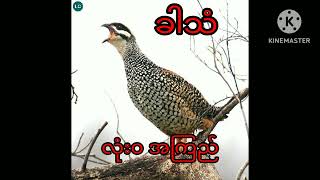 ခါသံ #francolin