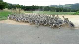 Geese crossing  /  Oies traversant  /  Overstekende ganzen