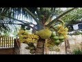 WOW! Strange coconut trees - Amazing Agriculture Technology