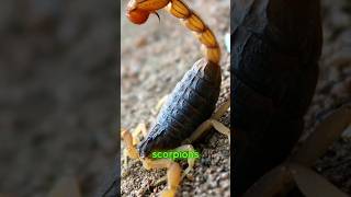 5 Scorpion hidden facts #scorpion #dangerous #predator